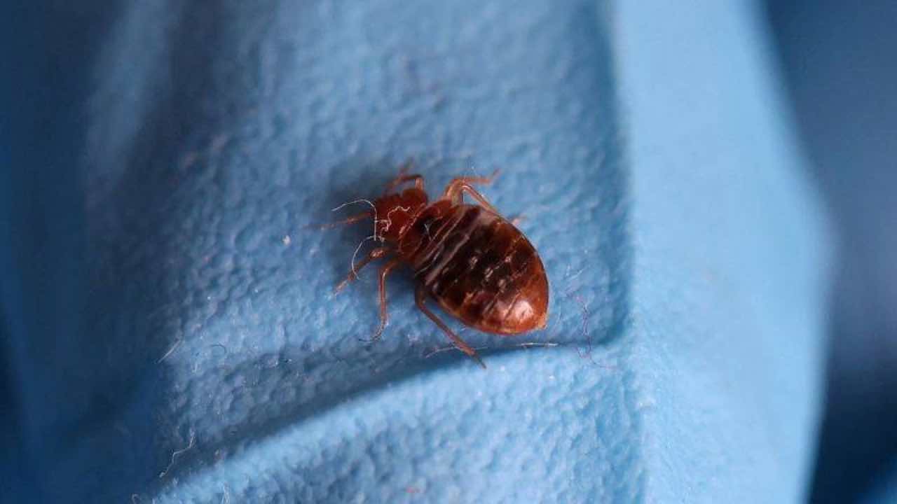 Se ve una chinche en el guante de un técnico en biocidas que trata un apartamento el 29 de septiembre en la ciudad francesa de L'Hay-les-Roses, cerca de París. (Stephanie Lecocq/Reuters)